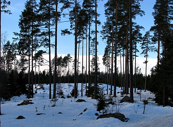 Skogen utanför Lenhovda2.JPG