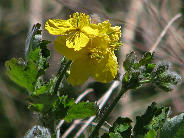 gelbe Blume unbekannte Pflanze.JPG