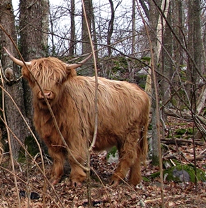 Highland Cattle.JPG